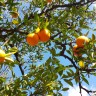 I Volunteered with Food Forward For A Day